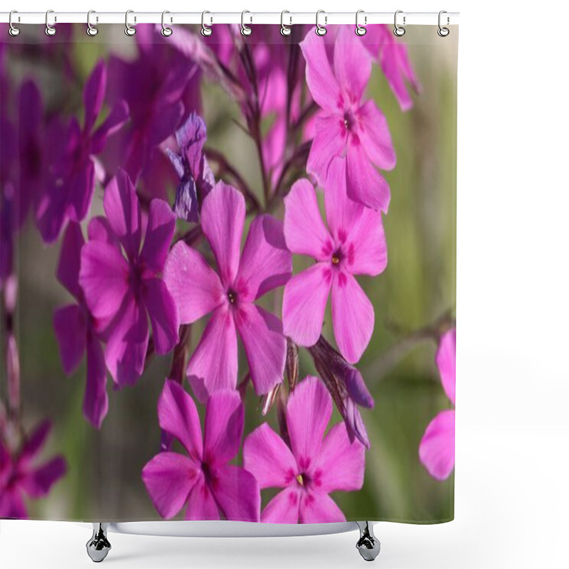 Personality  Flowers Of A Cultivated Prairie Phlox Plant, Phlox Pilosa Shower Curtains