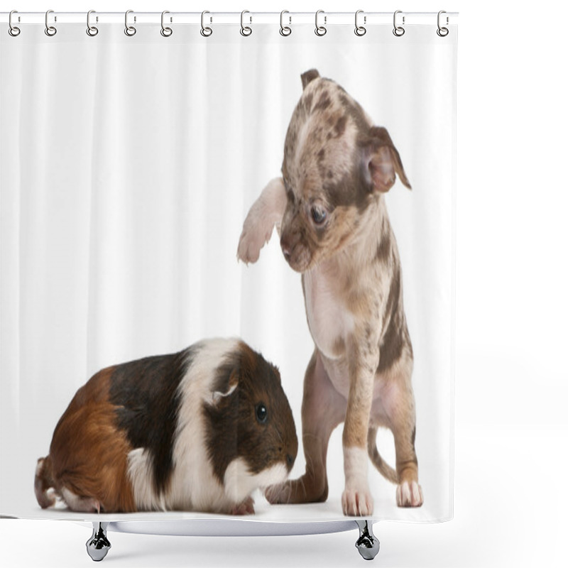 Personality  Chihuahua Puppy Interacting With A Guinea Pig In Front Of White Background Shower Curtains