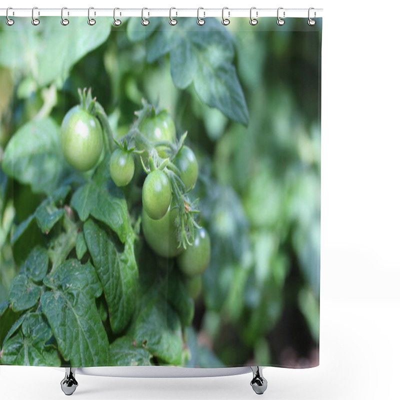 Personality  Unripe Tomatoes Shower Curtains