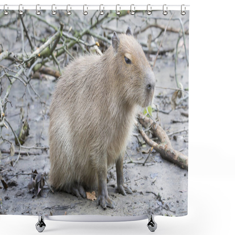 Personality  Capybara, Hydrochoerus Hydrochaeris, The Largest Rodent Shower Curtains