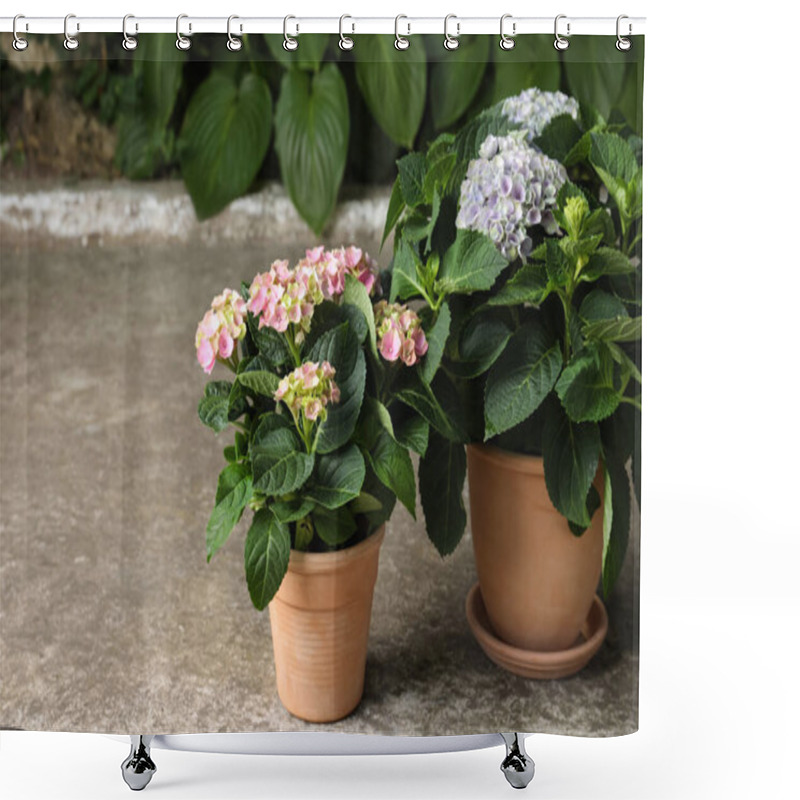 Personality  Beautiful Blooming Hortensia Plants In Pots Outdoors. Space For Text Shower Curtains