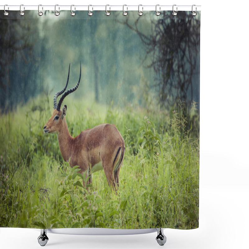 Personality  A Portrait Of A Beautiful Male Impala Ram.Tarangire National Par Shower Curtains