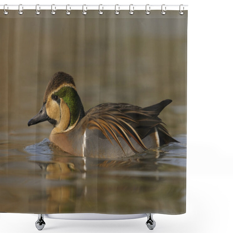 Personality  Baikal Teal - Anas Formosa Shower Curtains