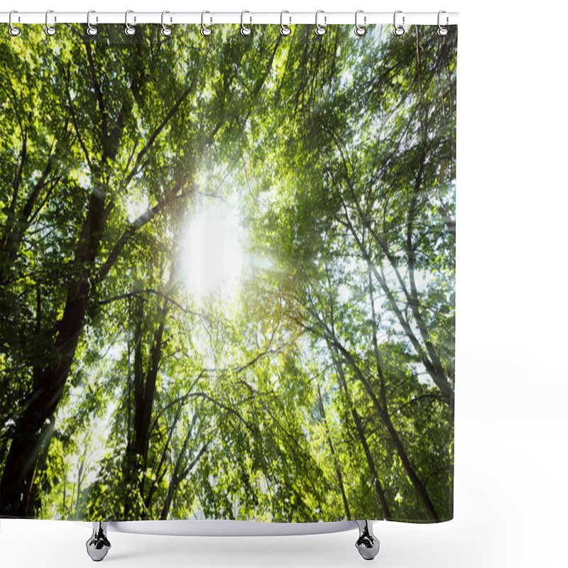 Personality  Sun Light Beams Through Tree Branches Shower Curtains