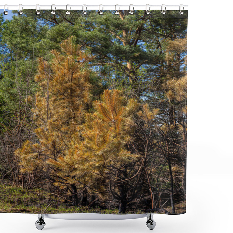 Personality  Yellowing Trees Stand Amidst Charred Vegetation, Showcasing The Aftermath Of A Recent Wildfire And The Forest's Struggle For Recovery In A Natural Landscape. Shower Curtains