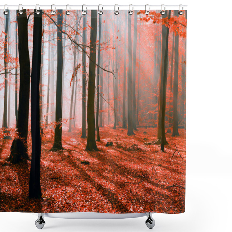 Personality  Beautiful Autumn Forest Landscape With Morning Sunbeams Shower Curtains