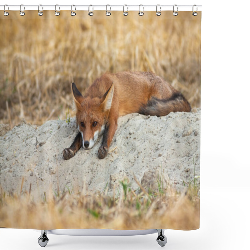 Personality  Bored Young Red Fox Lying Down And Stretching Legs On Agricultural Field Shower Curtains