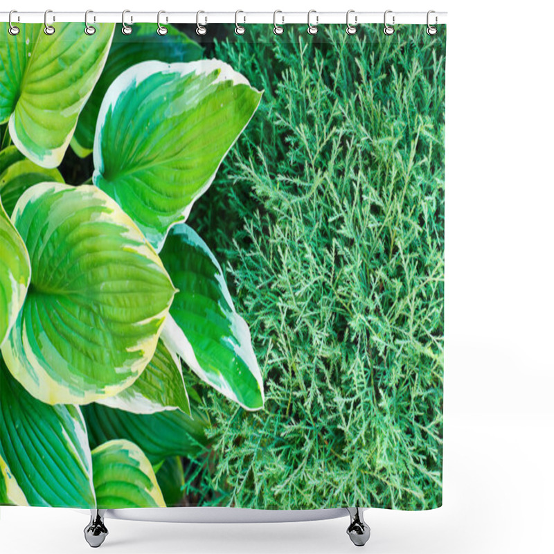 Personality  Fresh Green Leaves Texture As Nature Background. Hosta - An Ornamental Plant For Landscaping Park And Garden Design. Shower Curtains