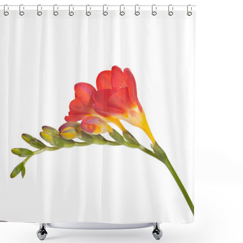 Personality  Freesia Flowers Shower Curtains