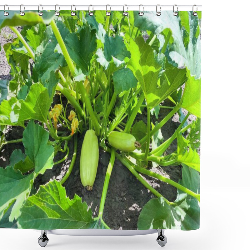 Personality  Zucchini Plant Bush In The Garden. The Concept Of Healthy Food, Agriculture. Shower Curtains