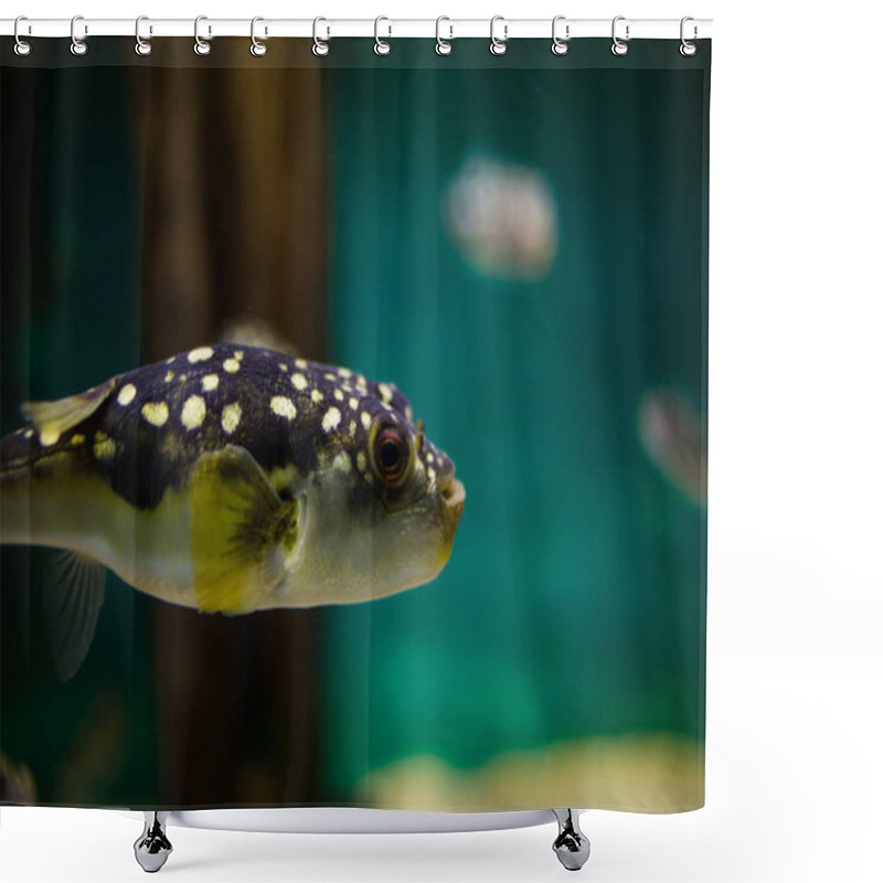 Personality  Close Up Of  Fish In Aquarium Shower Curtains