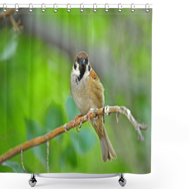 Personality  Flamingos  Telephoto Lens Shooting Shower Curtains