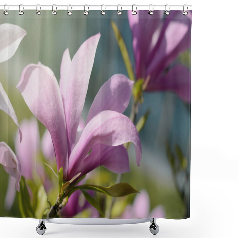 Personality  Soft Focus Image Of Beautiful Pink Magnolia Flowers Under Sun Light. Spring Season Background Shower Curtains