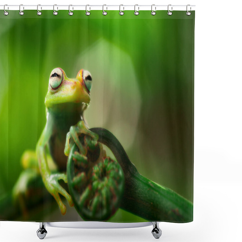 Personality  Teee Frog Hypsiboas Punctatus Shower Curtains