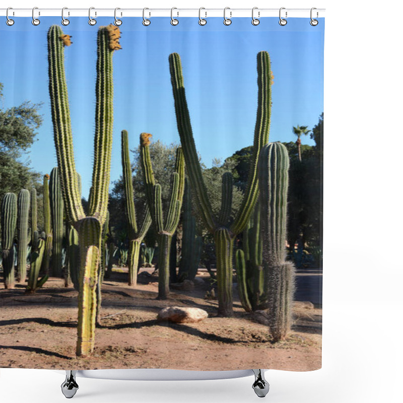 Personality  Cactus Garden In Marrakesh Shower Curtains