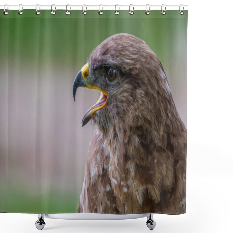 Personality  Profile Portrait Of A Common Buzzard Shower Curtains