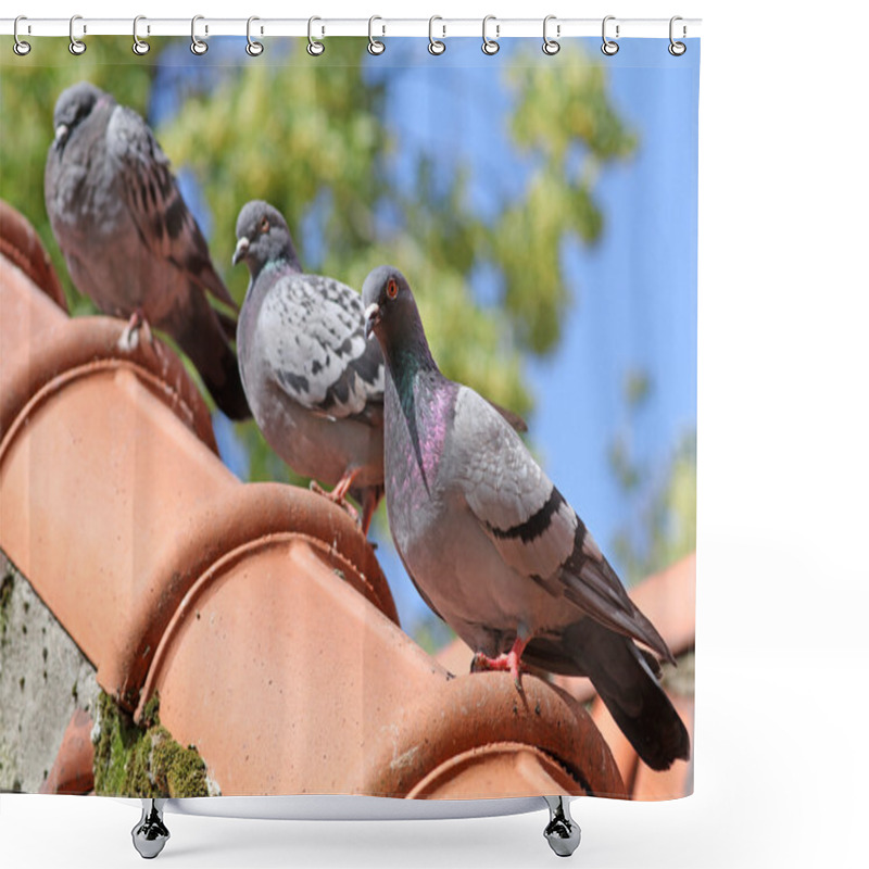 Personality  Pigeons Sitting On The Roof Shower Curtains