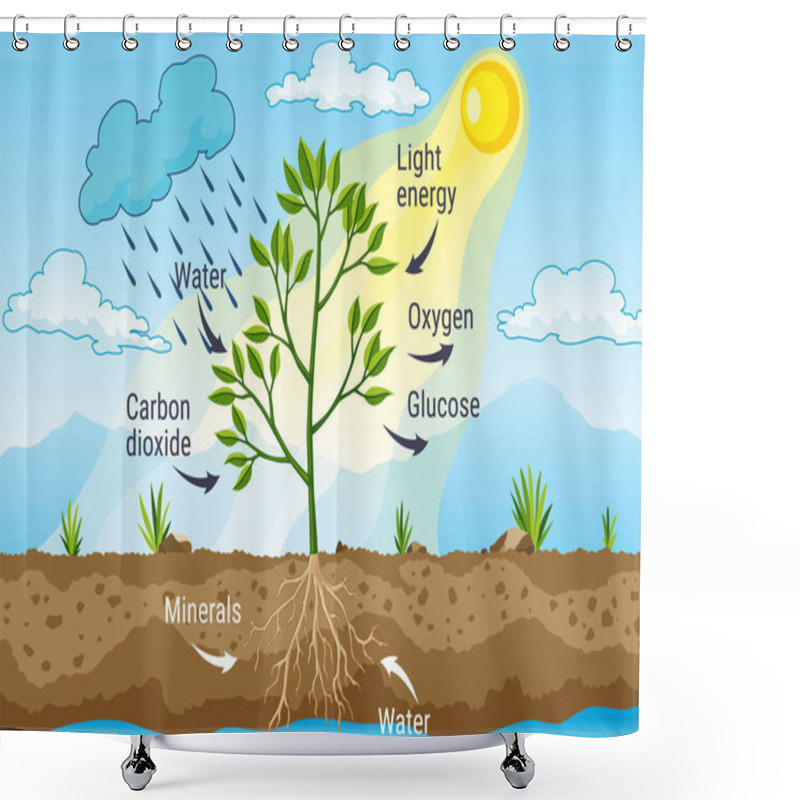 Personality  Photosynthesis As A Process Of Tree Produce Oxygen Using Rain And Sun. Diagram Showing Process Of Photosynthesis In Plant. Colorful Biology Scheme For Education In Flat Style Shower Curtains