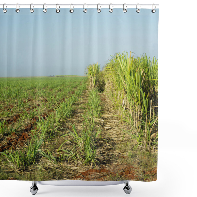 Personality  Sugar Cane Field, Ren Shower Curtains