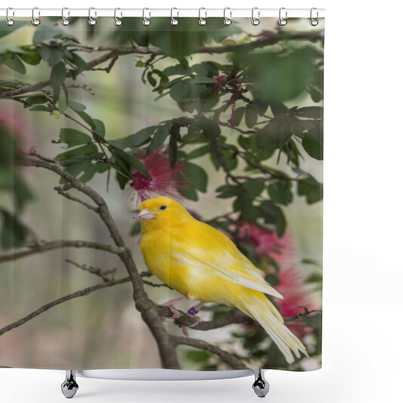 Personality  Canary, (Serinus Canaria Domestica Shower Curtains