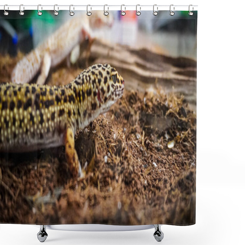 Personality  Close-up Of A Leopard Gecko, A Popular Exotic Pet With Vibrant, Spotted Skin, Scales, And Unique Colors. This Nocturnal Reptile Thrives In Desert Habitats, Showcasing Natural Camouflage And Predator Instincts. Shower Curtains