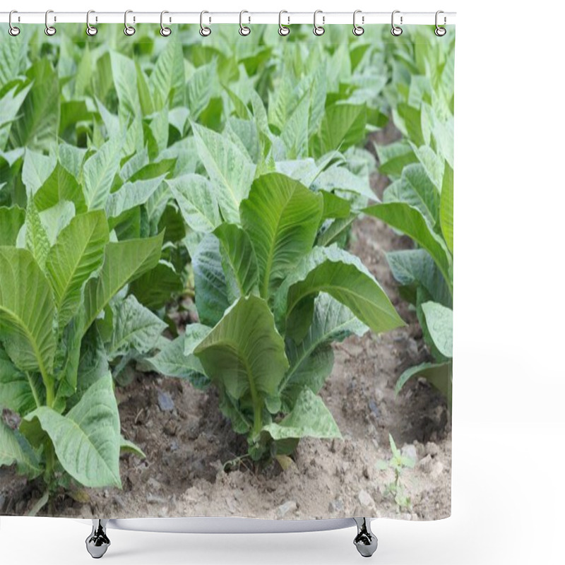 Personality  Tobacco Plants In A Field Shower Curtains