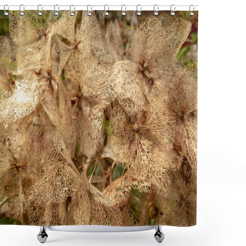 Personality  Dry Brown Skeletonized Hydrangea Flowers In The Autumn. Hortensia Weathered Transparent Inflorescence. Shower Curtains