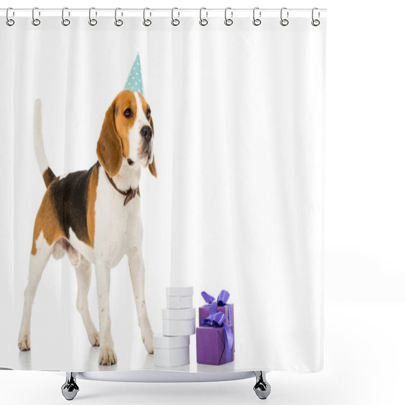 Personality  Cute Beagle Dog In Party Cone Standing Near Wrapped Gifts Isolated On White Shower Curtains