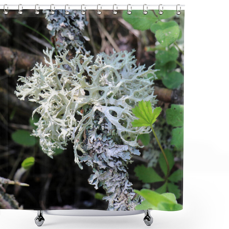 Personality  Lichen Evernia Prunastri From The Genus Evernia Of The Family Parmeliaceae (Parmeliaceae) Grows In The Wild Shower Curtains