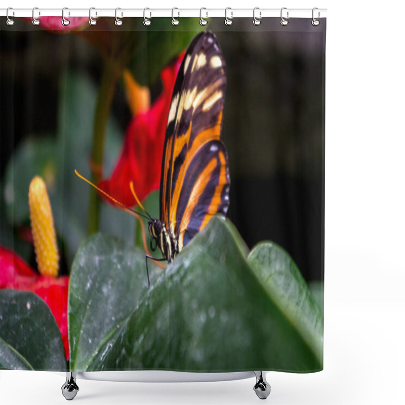 Personality  Heliconius Ismenius, The Ismenius Tiger Or Tiger Heliconian Shower Curtains