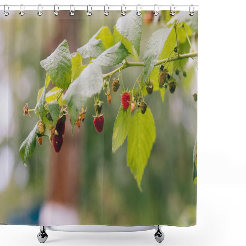 Personality  Ripe Strawberries On Branch  Shower Curtains