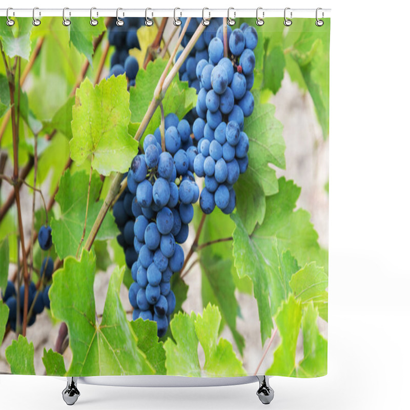 Personality  Purple Red Grapes With Green Leaves On The Vine. Fresh Fruits. S Shower Curtains