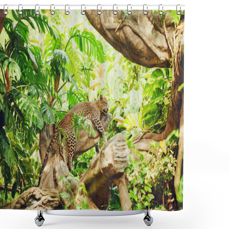 Personality  Lying (sleeping) Leopard On Tree Branch Shower Curtains