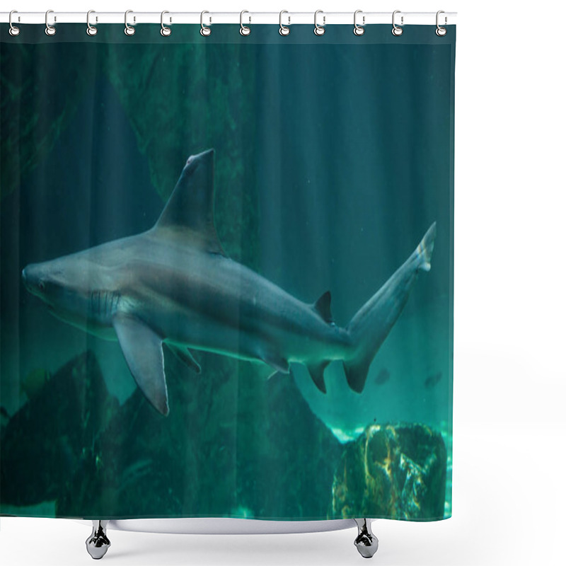 Personality  Close Up Of Sandbar Shark, Marine Fish Shower Curtains