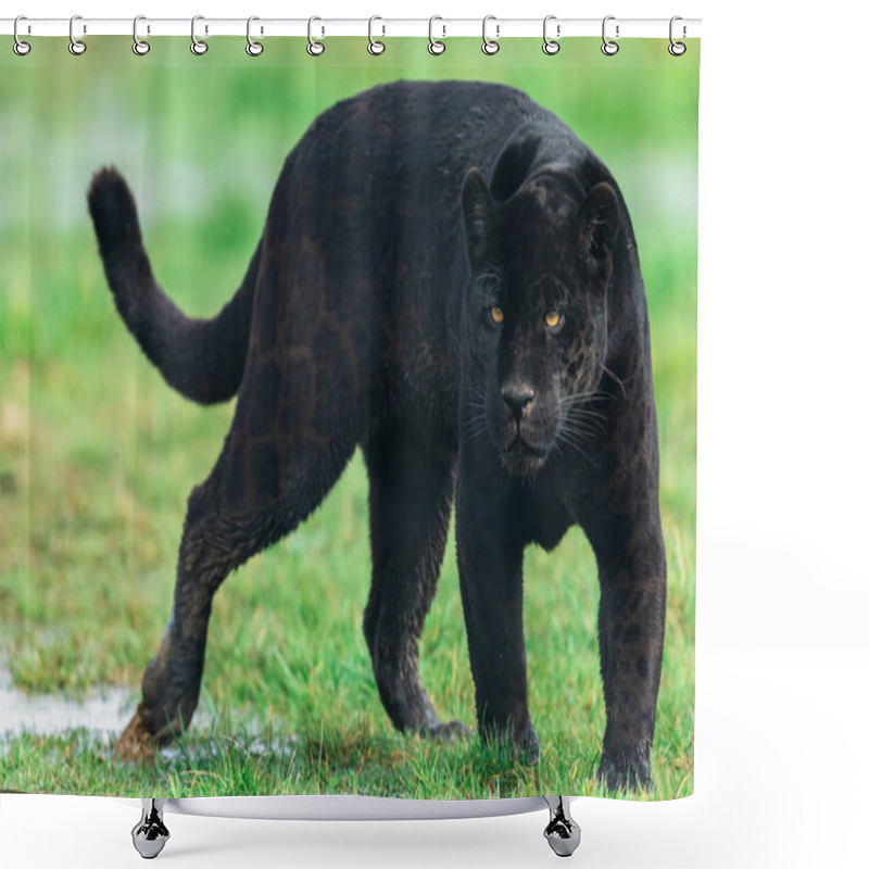 Personality  Portrait Of A Black Jaguar In The Forest Shower Curtains