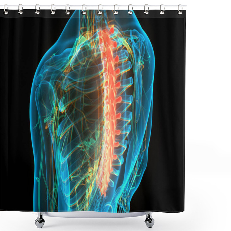 Personality  Vertebral Column Thoracic Vertebrae Of Human Skeleton System Anatomy. 3D Shower Curtains