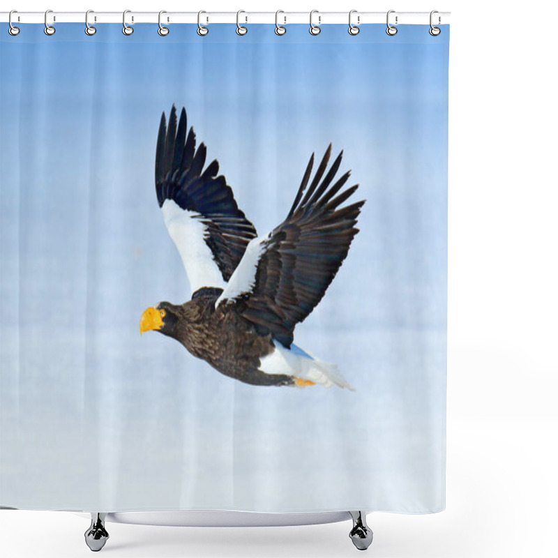 Personality  Steller's Sea Eagle, Haliaeetus Pelagicus, Flying Bird Of Prey, With Forest In Background, Hokkaido, Japan. Eagle With Nature Mountain Habitat. Shower Curtains