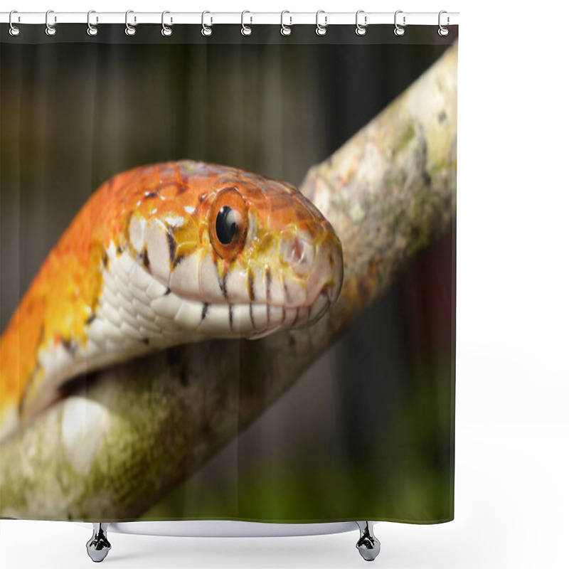 Personality  Sunkissed Corn Snake Close Up Eye And Detail Scales Shower Curtains