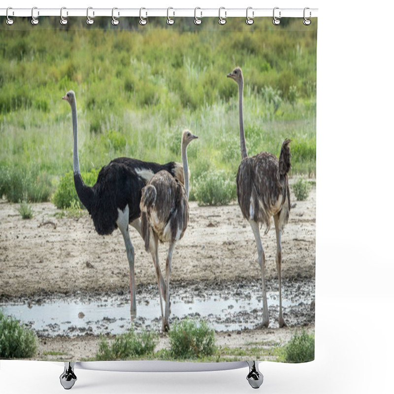 Personality  Ostrich Standing Next To A Pool Of Water. Shower Curtains