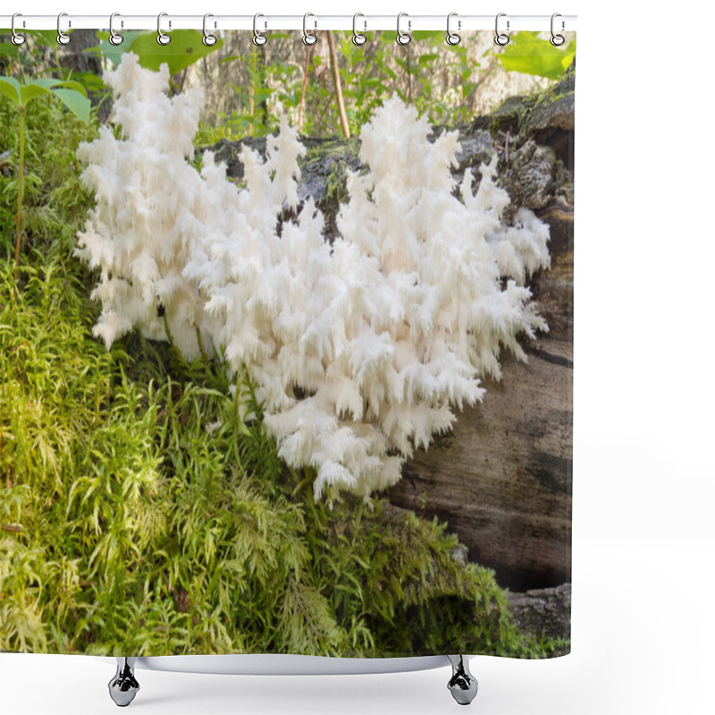 Personality  Delicious Edible White Mushroom Coral Hericium Shower Curtains