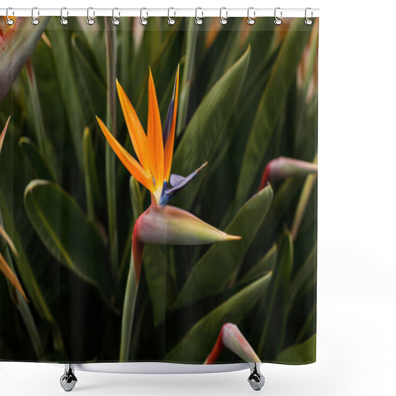 Personality  Shallow Depth Of Field (selective Focus) Details With Strelitzia Reginae, Commonly Known As The Crane Flower, Bird Of Paradise, On The French Riviera During A Sunny Spring Day. Shower Curtains