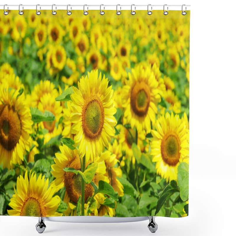 Personality  Blooming Field Of A Sunflowers Shower Curtains