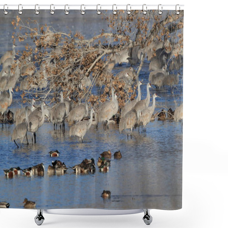 Personality  Sandhill Crane Bosque Del Apache Wildlife Reserve,New Mexico, US Shower Curtains