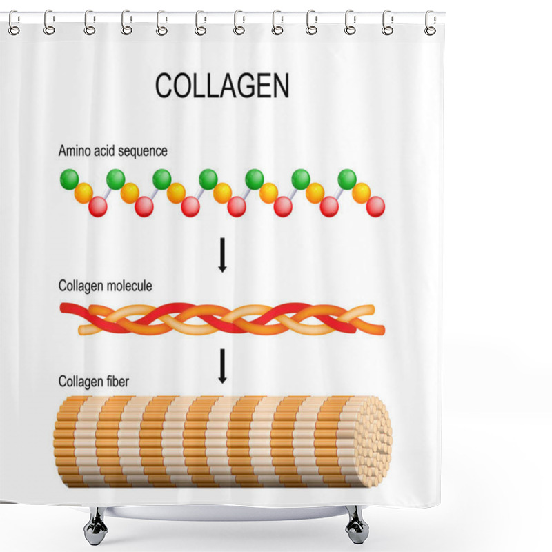 Personality  Collagen (fiber, Molecule, And Amino Acid Sequence). Molecular Structure. Three Polypeptides Coil To Form Tropocollagen. Tropocollagens Bind Together To Form A Fibril. Many Fibrils Bind Together Form A Collagen Fibre. Vector Diagram For Educational,  Shower Curtains