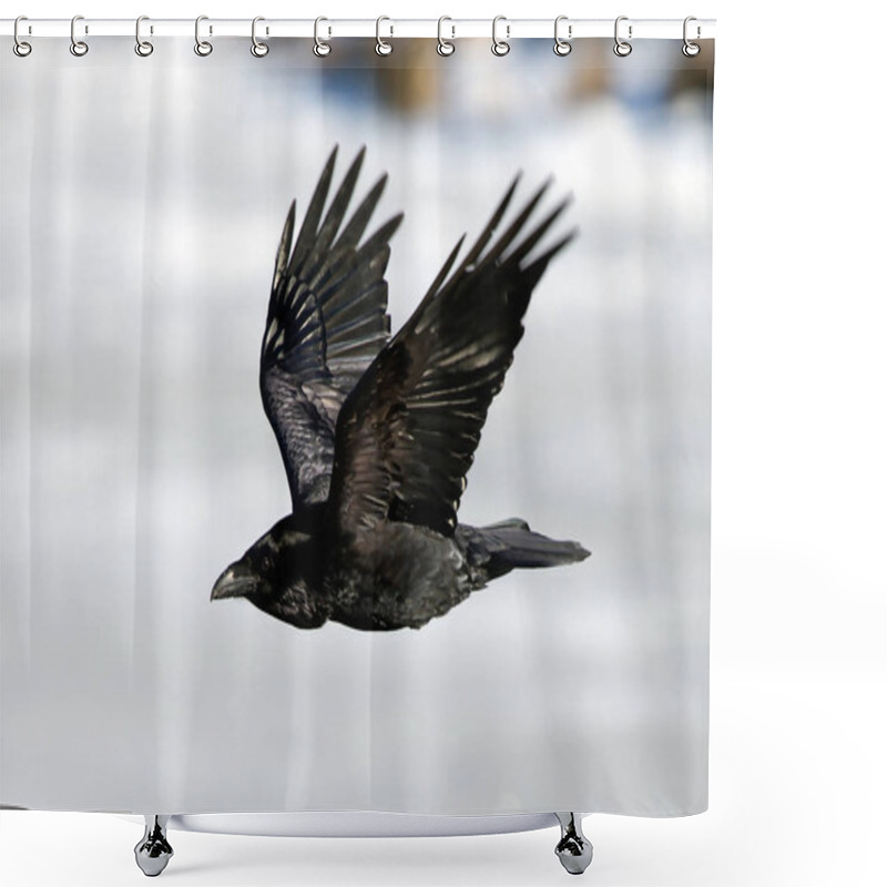 Personality  The Raven Of Iceland And Faeroe Islands Is A Sub Species Of The Common Raven Shower Curtains