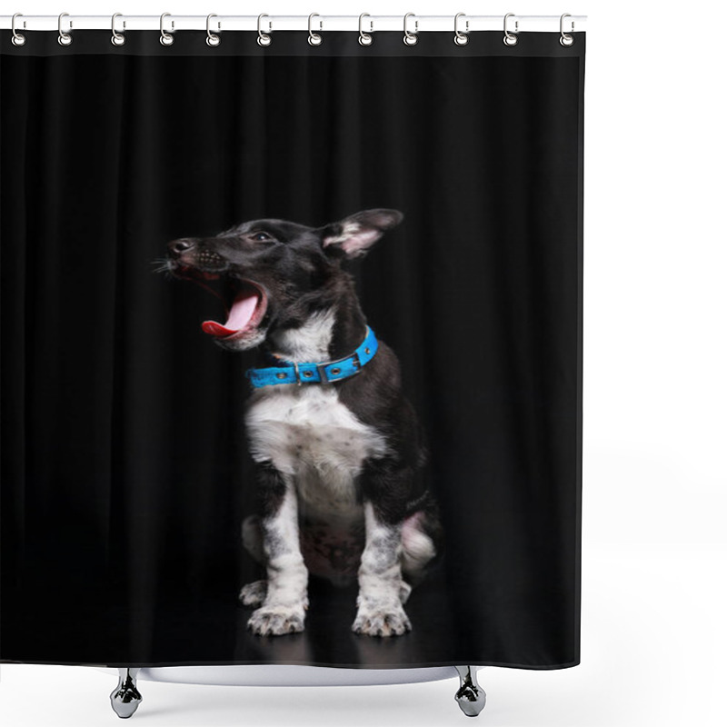 Personality  Cute Yawning Dog In Blue Collar Isolated On Black Shower Curtains