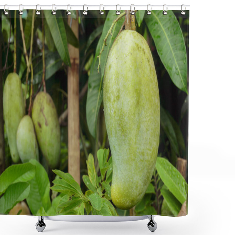 Personality  A Large Mango Hangs In A Beautiful Garden. This Is A Delicious Fruit. Mango Is Very Dear To All The People Of The World. It Is Very Fun To Eat Both Raw And Ripe. There Are A Lot Of Mango Orchards In Bangladesh. Shower Curtains