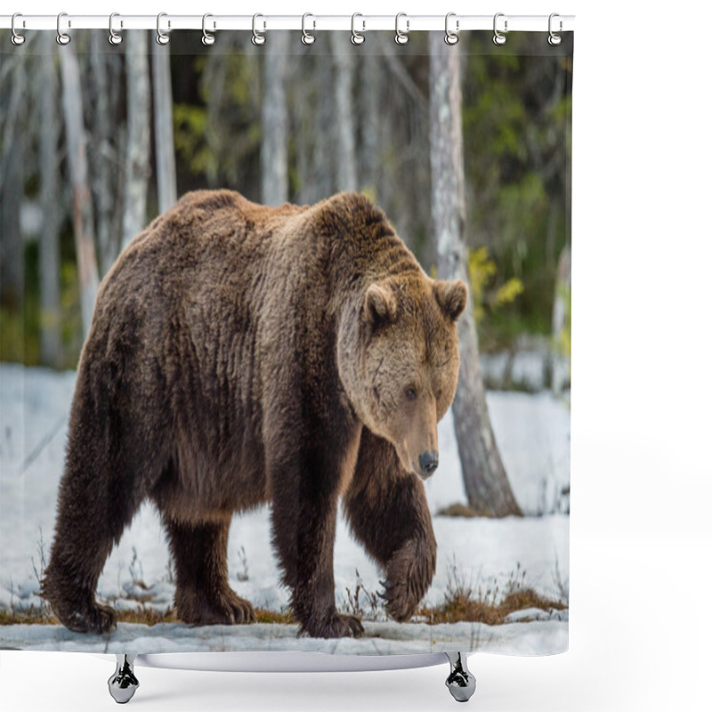 Personality  Brown Bear On Snow-covered Swamp Shower Curtains