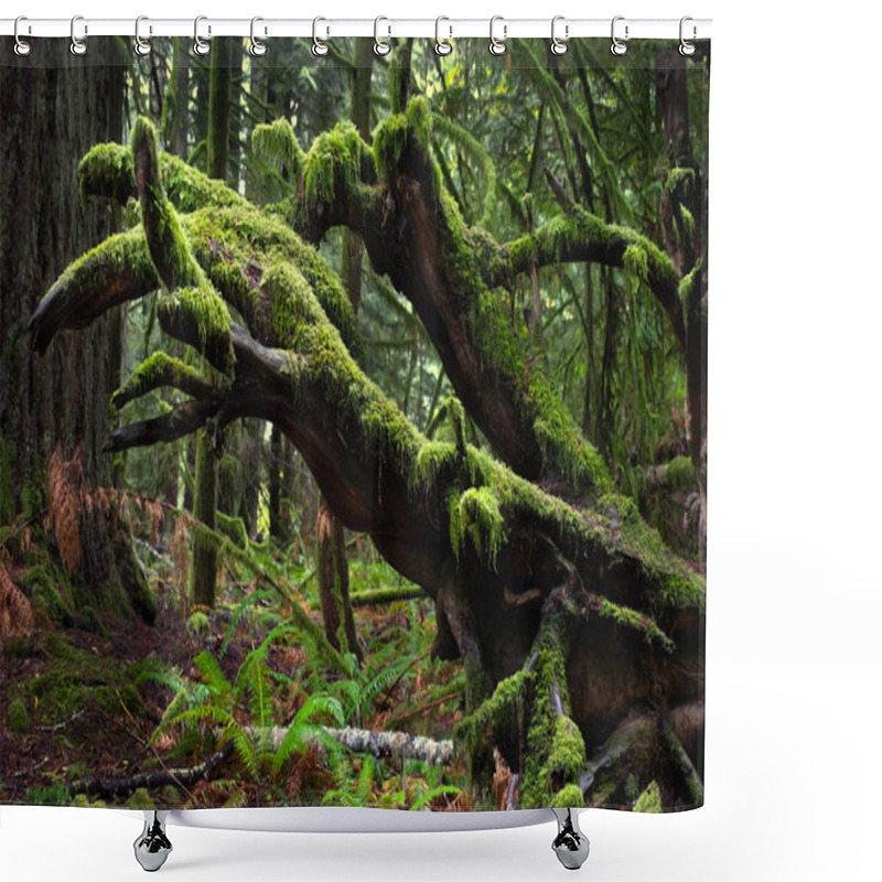 Personality  Moss And Fern In Rain Forest. Pacific Rim National Park In Vancouver Island Near Tofino. British Columbia. Canada. Shower Curtains