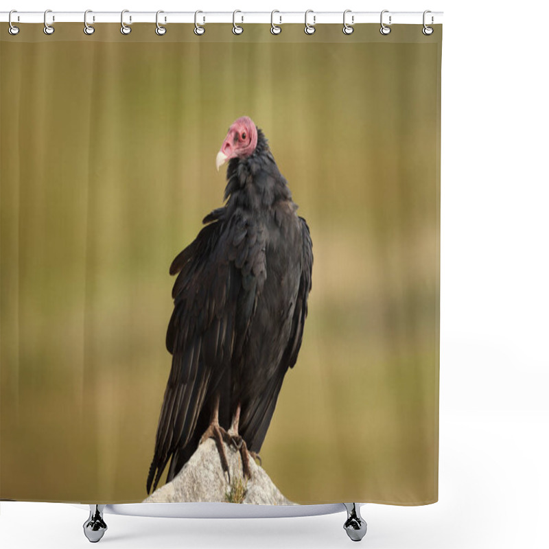 Personality  Close Up Of A Turkey Vulture Perched On A Rock Shower Curtains